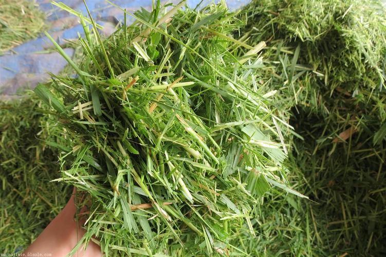 供应四川贵州玉米秸秆铡草机牧草揉丝机畜牧养殖机械厂家直销