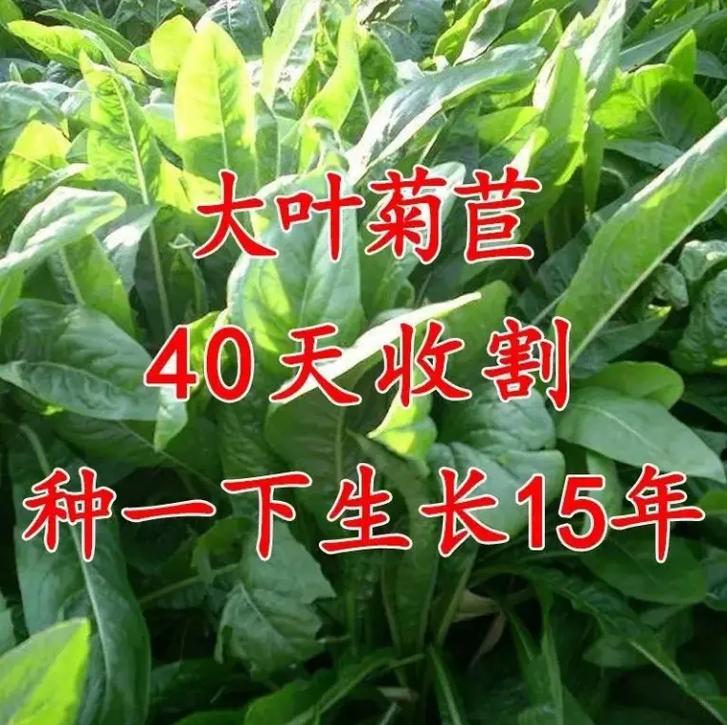 黑龙江牧草种子批发厂家,畜禽通用,四季养殖,宽叶高产,反复收